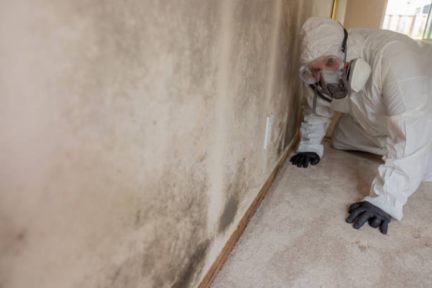 Why You Should Choose Our Mold Remediation Services in Sumner, WA